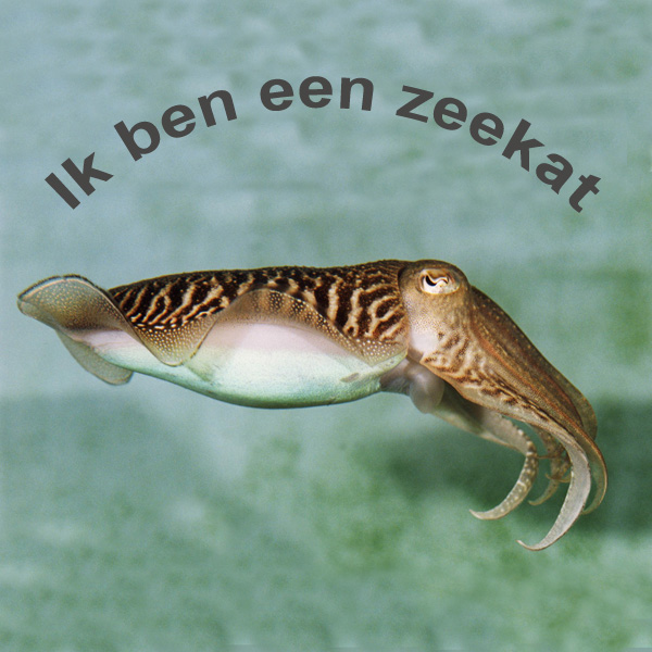 sepia-zeekat